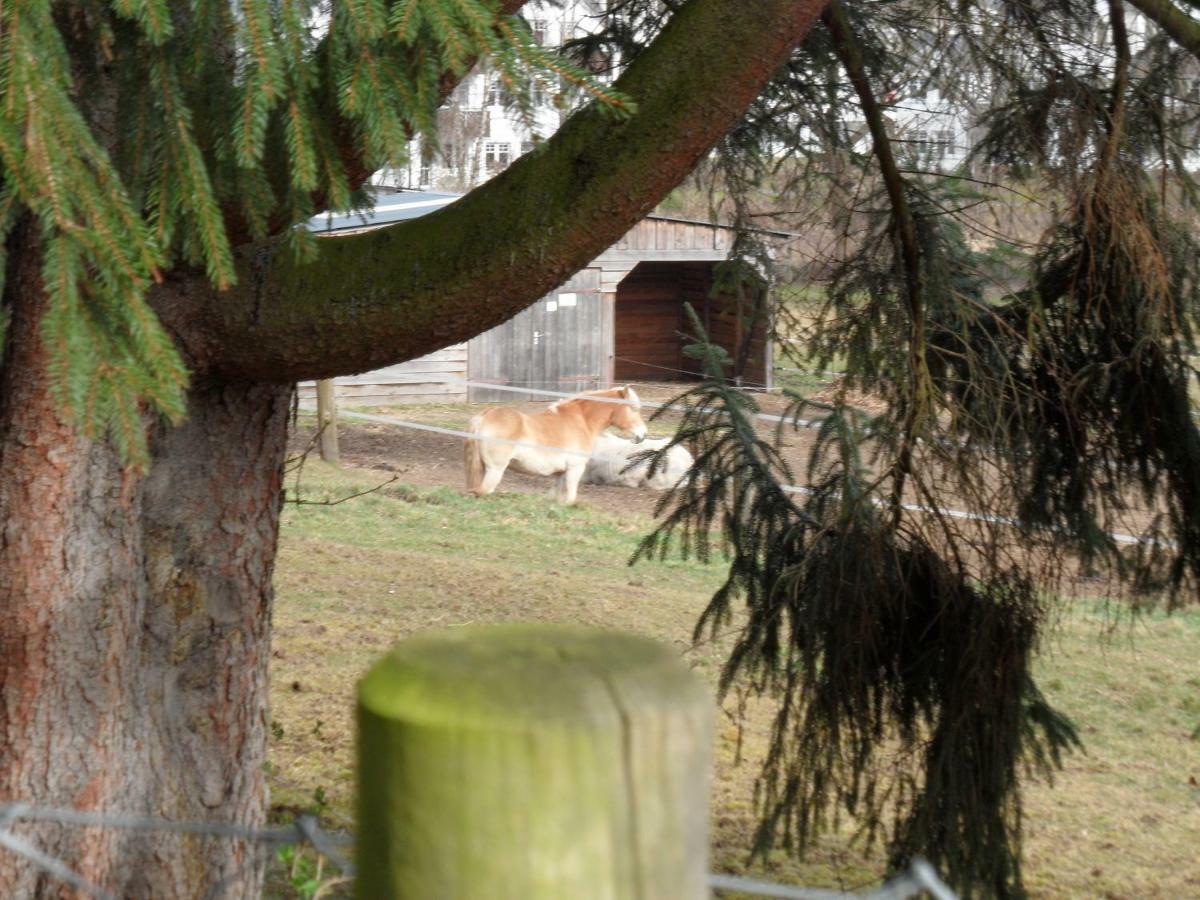 Oekologische Ferienanlage Villa Heringsdorf  Buitenkant foto